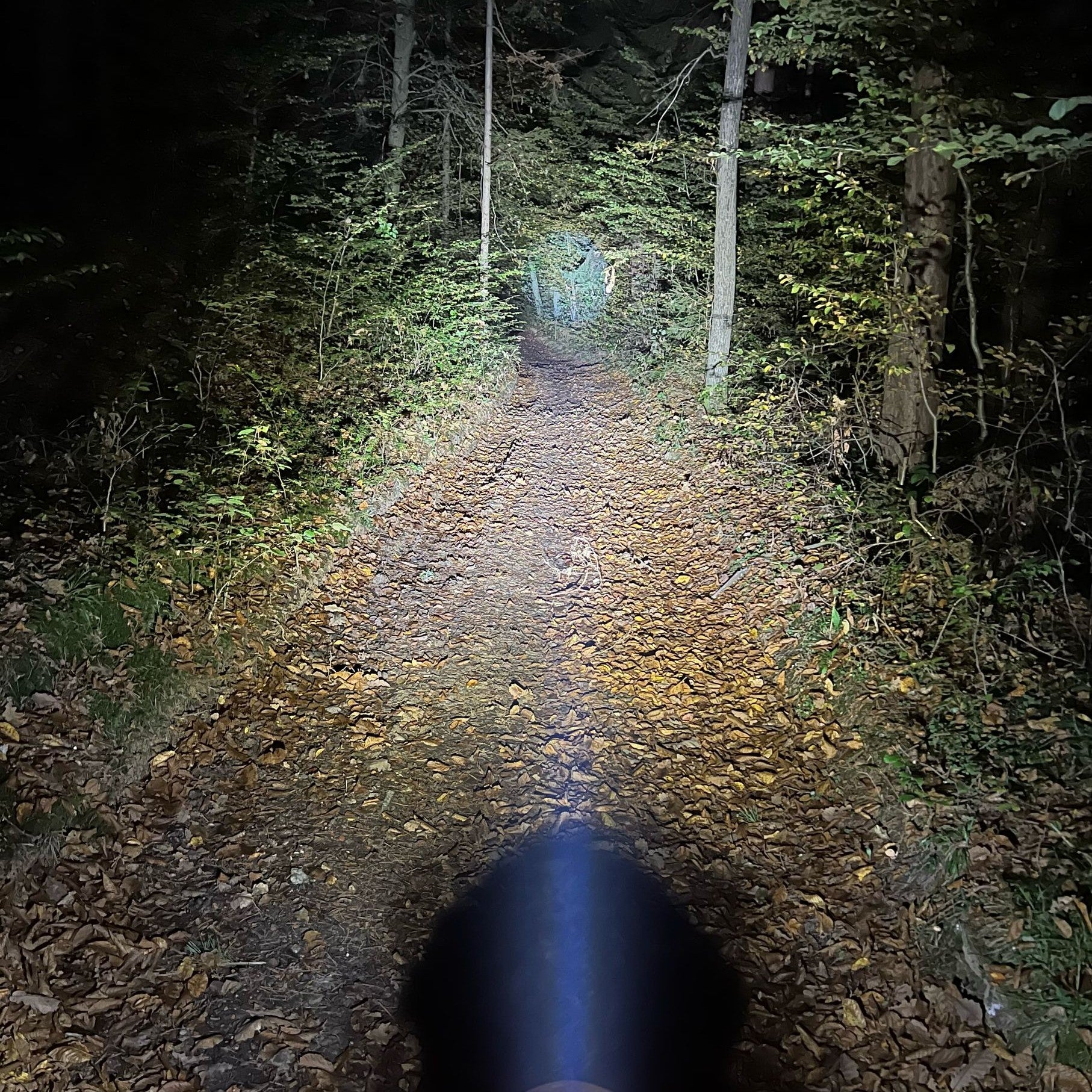 LED Light (4500lm, 45W) KTM (from 2024)